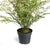 100% realistic a perfect copy of your favorite greens. These dropins are nohassle works of art. Right down to the...