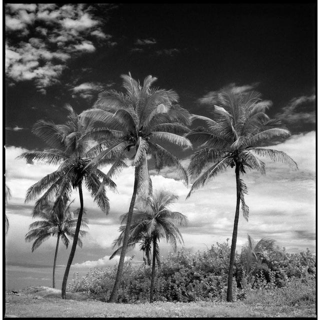 Not Yet Made - Made To Order Paul Cooklin, Coconut Trees, Santa Maria Beach, Havana, Cuba, Edition of 50 For Sale - Image 5 of 5
