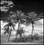 Not Yet Made - Made To Order Paul Cooklin, Coconut Trees, Santa Maria Beach, Havana, Cuba, Edition of 50 For Sale - Image 5 of 5
