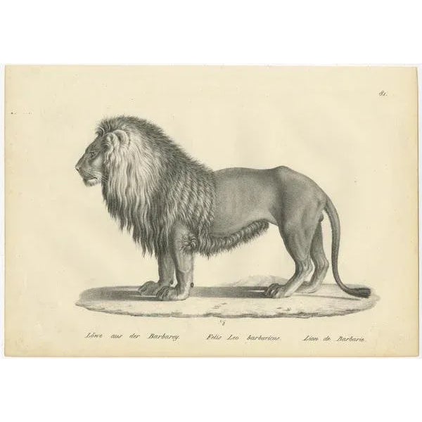 Set of two original antique prints titled 'Löwe aus der Barabarey (\.) Löwin von der Barbarey'. Prints of a Barbary Lion...