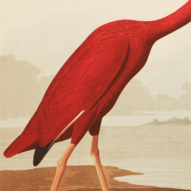 John James Audubon 1990s Scarlet Ibis After Audubon, Large Chinoiserie Style Print For Sale - Image 4 of 12
