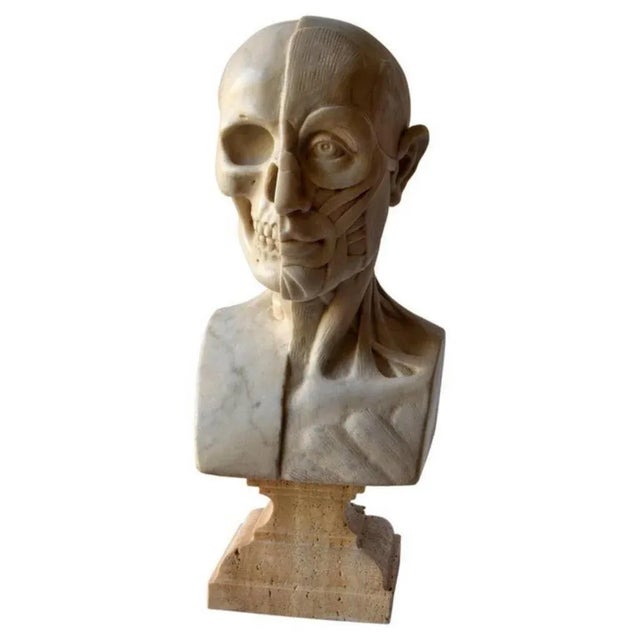 Anatomical Sculpture, Early 20th Century, Marble For Sale - Image 10 of 11