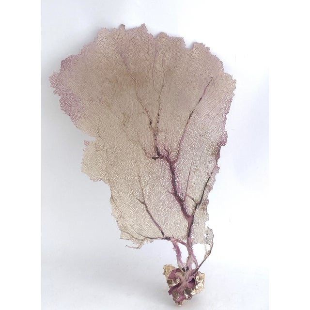 Natural Purple Sea Fan Coastal Decor For Sale - Image 4 of 6