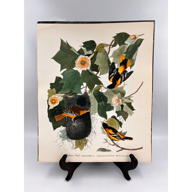 American 1964 Audubon Folio Lithograph Great Bird Paintings – “Baltimore Oriole” 17x14 For Sale - Image 3 of 7