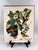 American 1964 Audubon Folio Lithograph Great Bird Paintings – “Baltimore Oriole” 17x14 For Sale - Image 3 of 7
