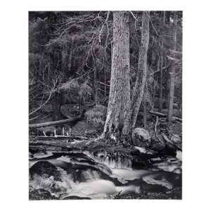 Alaska Forest Stream - Vintage Black & White Landscape Photograph by George Provost