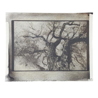 Vintage Mixed Media Tree Perspective Photograph For Sale