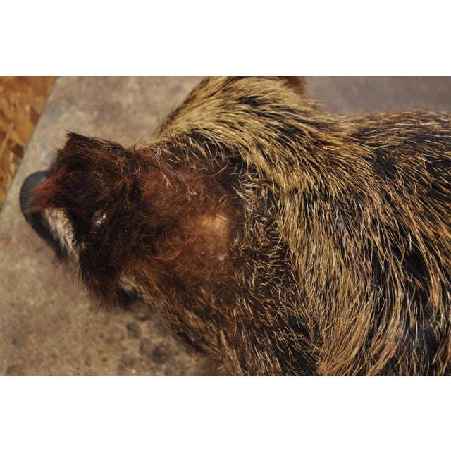 Vintage Wild Boar Head Taxidermy Hog Pig Head Wall Mount Log Cabin Decor For Sale - Image 17 of 18