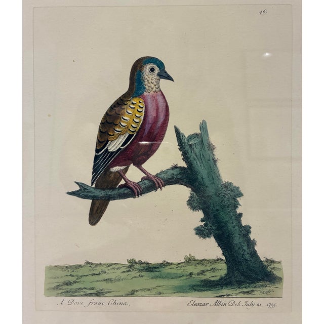 A beautifully detailed ornithological print after the work of celebrated 18th-century naturalist and illustrator Eleazar...