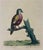 A beautifully detailed ornithological print after the work of celebrated 18th-century naturalist and illustrator Eleazar...