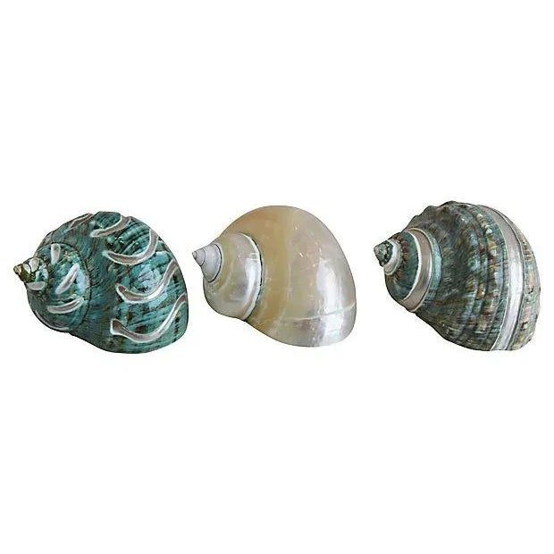 Ivory, Jade & Turquoise Seashells - Set of 3 For Sale - Image 9 of 10