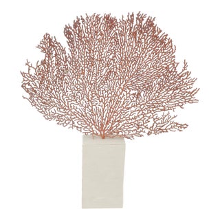 Andrianna Shamaris Coral Fan For Sale
