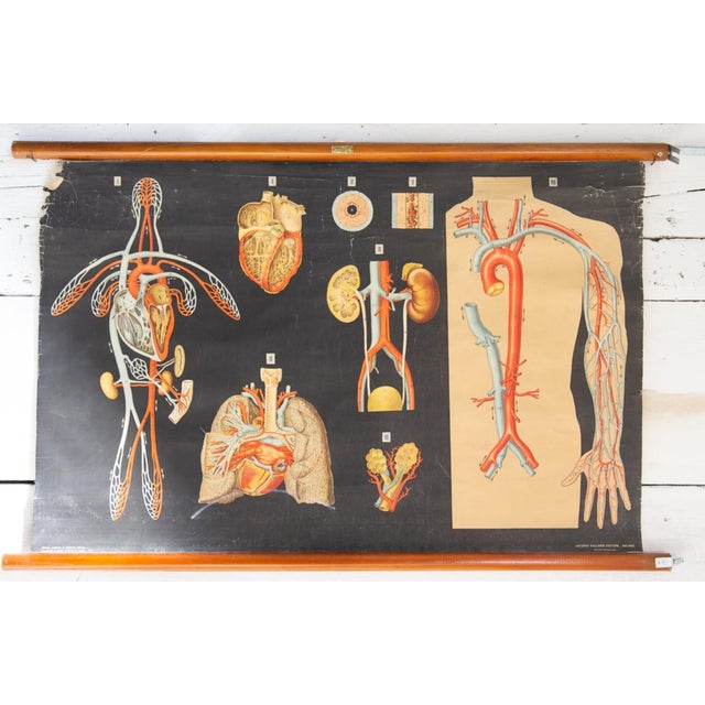 1950s Human Anatomy Charts from Allardi Publisher, 1950s, Set of 2 For Sale - Image 5 of 14