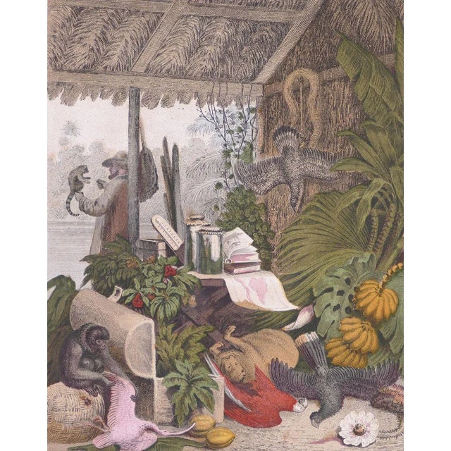 Exotic Animals - Original Lithograph by Emil Hochdanz- 1866 1866 For Sale - Image 4 of 4