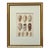 Rare Antique Hand Colored Print of Olive Sea Shells by F. H. Martini Circa 1850 For Sale