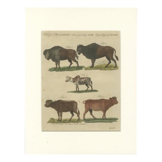 Antique Indian Cattle, Buffalo & Musk Ox Engraving from Bertuch, 1796 For Sale
