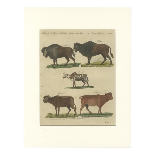 Antique Indian Cattle, Buffalo & Musk Ox Engraving from Bertuch, 1796 For Sale