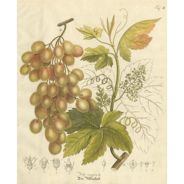 Antique Grape Botanical Engraving, Vitis vinifera, Hand Colored, 1830s This elegant botanical plate illustrates Vitis...