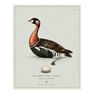 William Lewin 1789 Waterbirds Fine Art Gallery Board Print - The Red Breasted Goose For Sale