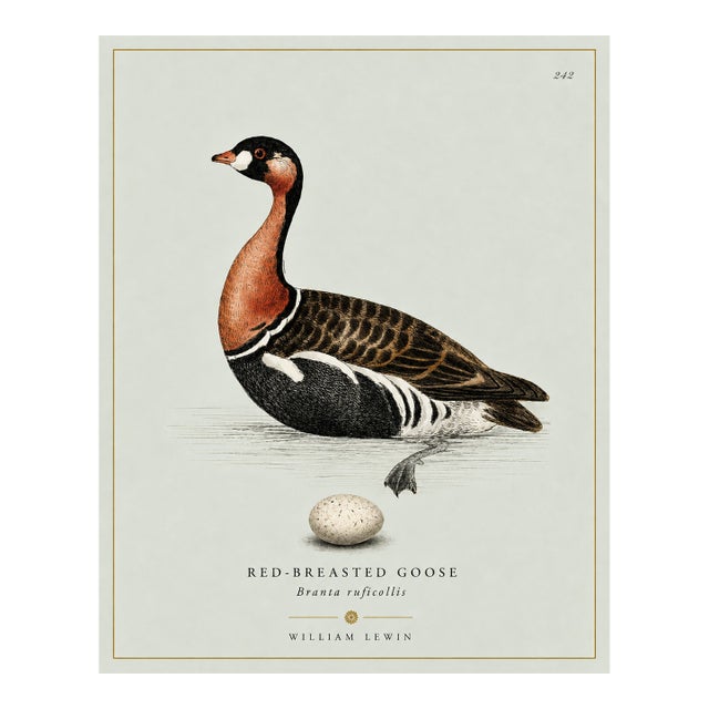 William Lewin 1789 Waterbirds Fine Art Gallery Board Print - The Red Breasted Goose For Sale