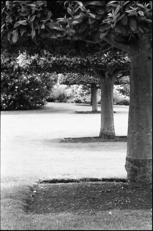 Paul Cooklin, Treeline, Silver Gelatin Photograph