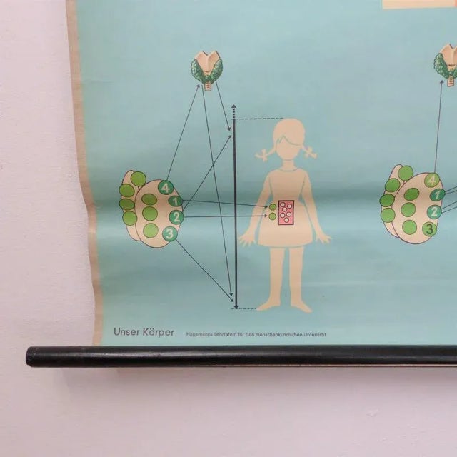 School Educational Hormones Poster from Hagemann Düsseldorf, 1950s For Sale - Image 4 of 7