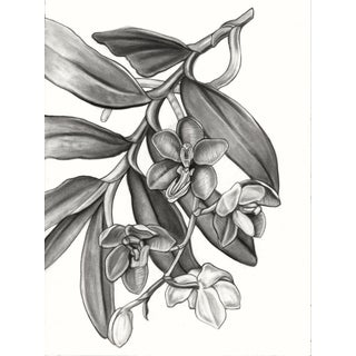 (Vanda Cathcarti Lindl) Contemporary Botanical Black and White Print For Sale