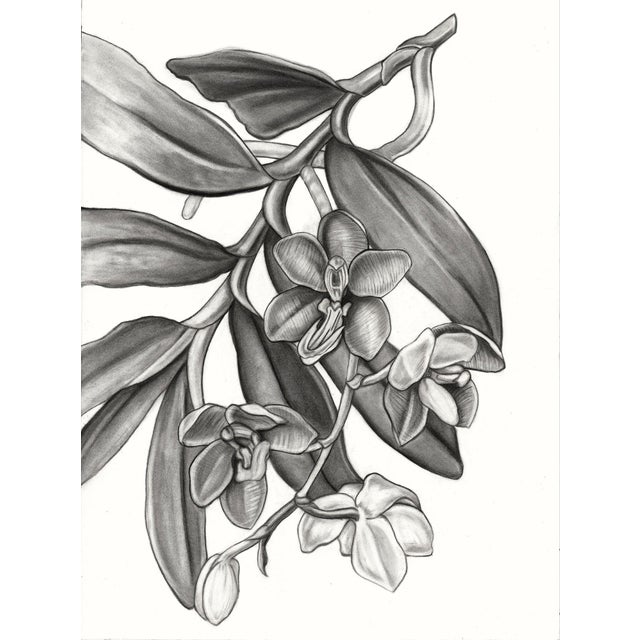 (Vanda Cathcarti Lindl) Contemporary Botanical Black and White Print For Sale