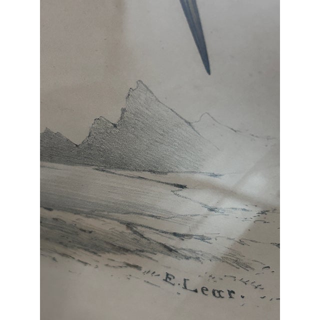 Rare Edward Lear Great Egret Hand-Colored Lithograph, John Gould, 1830s For Sale - Image 4 of 12