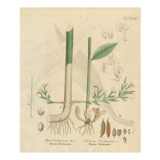 Elettaria & Amomum Species, 1800s, Paper For Sale