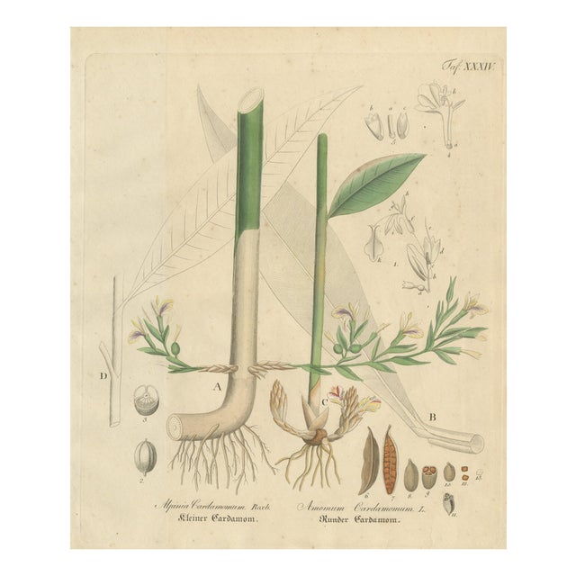 Elettaria & Amomum Species, 1800s, Paper For Sale