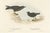Paper Gould, Bird Illustration of the Fork-Tailed Storm-Petrel and Common Storm-Petrel, 1832, Print For Sale - Image 7 of 7