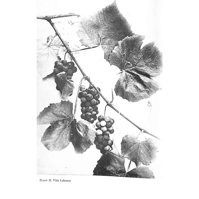 "Grapes and Vines: From Home Vineyards" 1945 Hedrick, U. P. For Sale In New York - Image 6 of 9