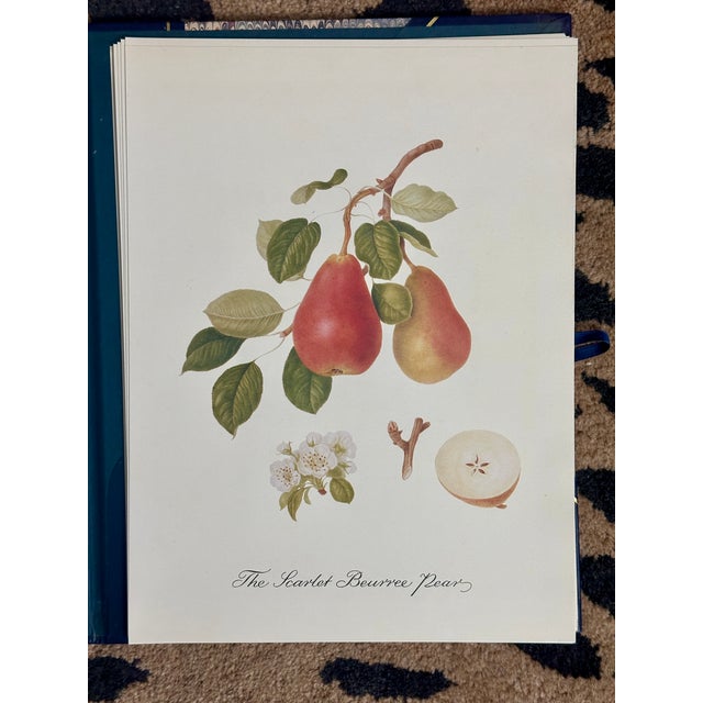 1980s William Hooker Botanical Fruit Illustration Portfolio - 12 Piece Gallery Grid Set For Sale - Image 5 of 8