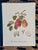 1980s William Hooker Botanical Fruit Illustration Portfolio - 12 Piece Gallery Grid Set For Sale - Image 5 of 8