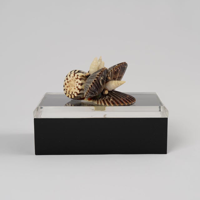 Vintage Lucite Lidded Box With Natural Seashell Cluster Handle For Sale In New York - Image 6 of 16