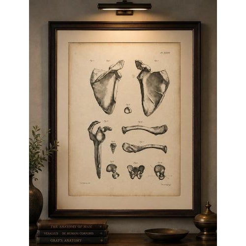Cloquet, French Anatomical Osteology, 1821, Lithograph, Set of 3 For Sale - Image 6 of 9