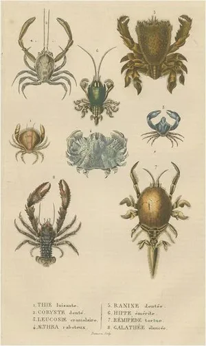Crustacean Varieties in Drapiezs Natural Sciences Dictionary, 1845, Paper