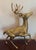 Metal Vintage Solid Brass a Pair of Large Spotted Solid Brass Deer Statues, a Buck and a Doe Decor For Sale - Image 7 of 11