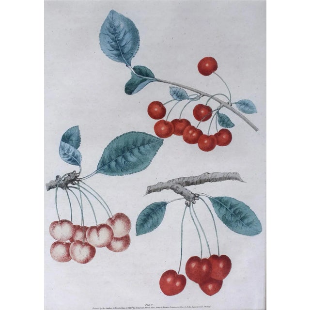 Traditional Mid 19th Century George Brookshaw, Cherry Cluster, Pl V, Framed For Sale - Image 3 of 4