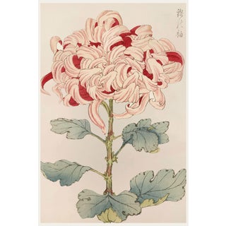 Asian Spider Mum by Hasegawa, Vintage Japanese Botanical Art Print, 40" X 60" For Sale