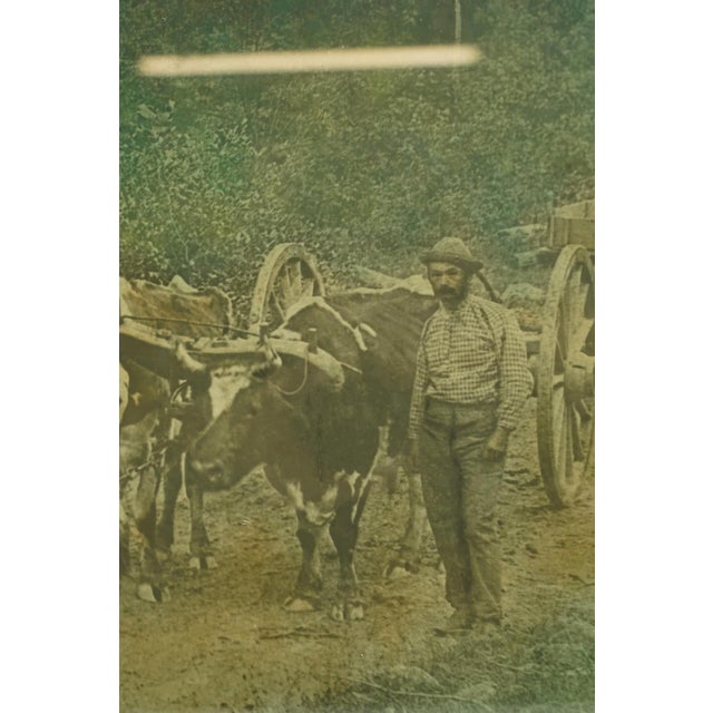 Traditional Vintage Rural Farmer With Oxen Wagon Photograph For Sale - Image 3 of 10