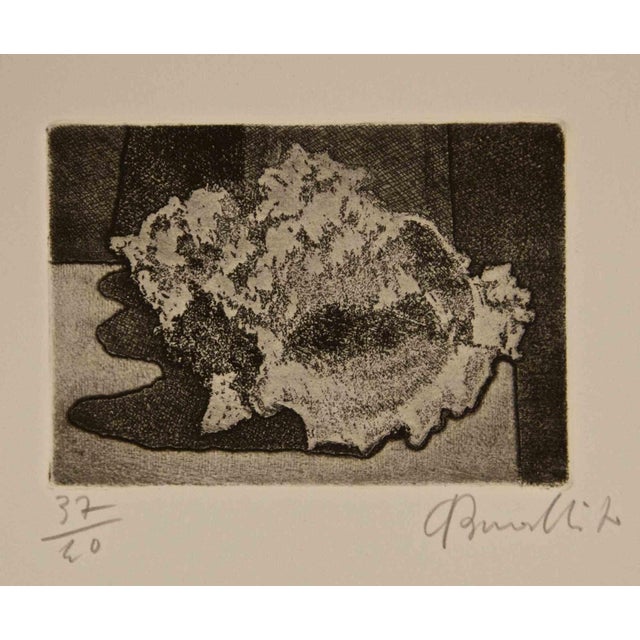 Armando Buratti, Shell, Etching, 1970 For Sale