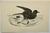 Antique Hand Tinted Bird Print From England Featuring a Brown & Black Stormy Petrel - Circa 1888. Print measures 7 1/8” W...