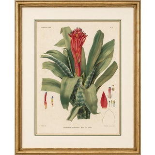 After De Vriese, Botanical Plate of Billbergia Thyrsoidea, 1856, Lithograph For Sale