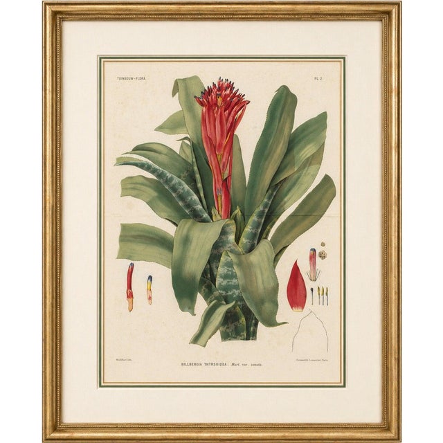 After De Vriese, Botanical Plate of Billbergia Thyrsoidea, 1856, Lithograph For Sale