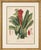 After De Vriese, Botanical Plate of Billbergia Thyrsoidea, 1856, Lithograph For Sale