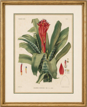 After De Vriese, Botanical Plate of Billbergia Thyrsoidea, 1856, Lithograph