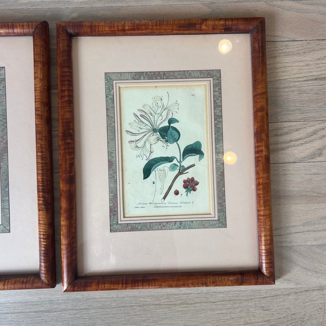Paper Antique 1837 English Botanical Framed Prints- Set of 3 For Sale - Image 7 of 12