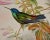 Mid 19th Century Hummingbirds: 19th C. Gould Hand-Colored "Cyanifrons", Blue-Capped Saucerottia, 1850 For Sale - Image 5 of 8